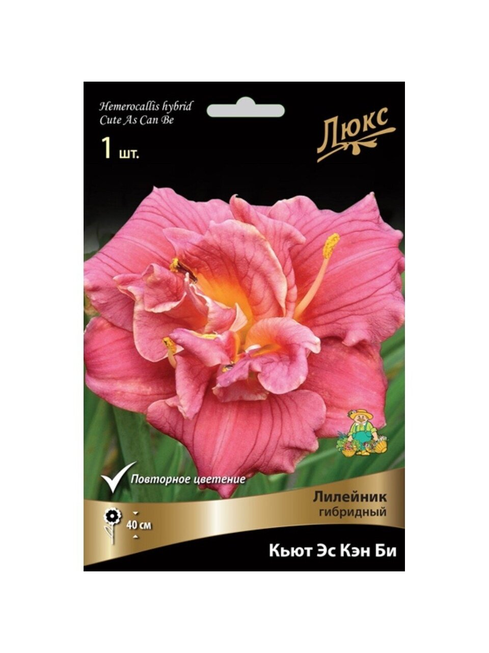 Корневище Лилейник гибридное, Кьют Эс Кэн Би
