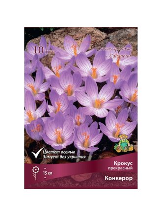 Луковицы Крокус прекрасный, Конкерор, 5-7/К, 10 шт