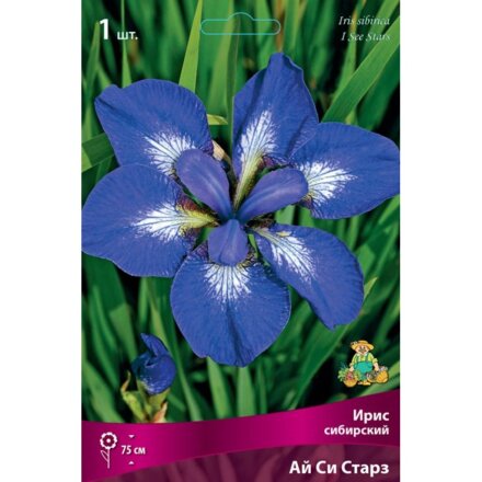 Луковицы Ирис сибирский, Ай си Старз