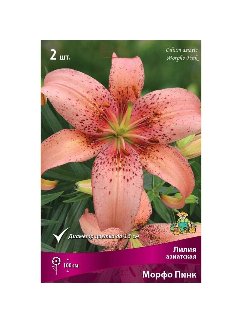 Луковицы Лилия азиатская, Морфо Пинк, 14-16/К, 2 шт