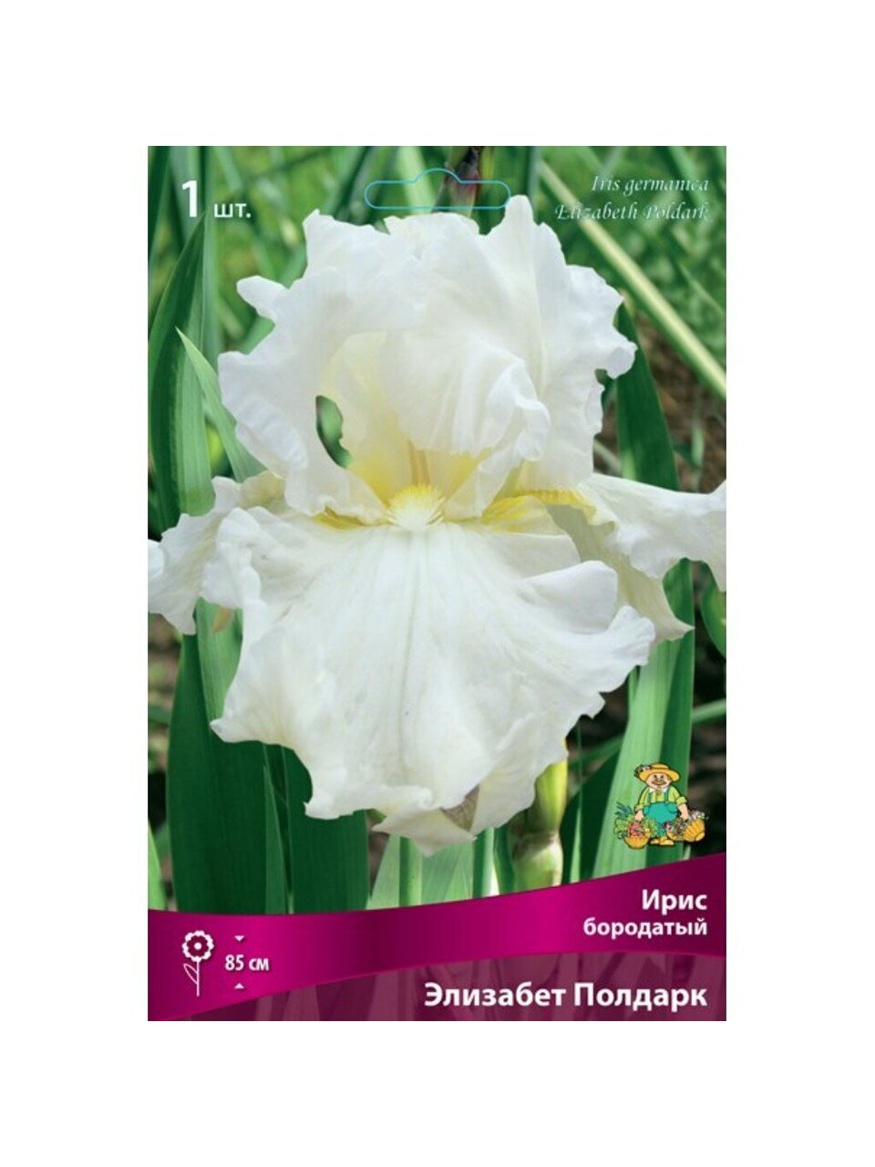 Луковицы Ирис бородатый, Элизабет Полдарк