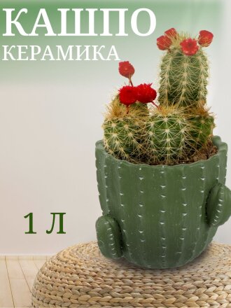Кашпо керамика, 1 л, 14х12х14 см, Кактус, Y4-3081