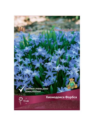 Луковицы Хионодокса, Форбса, 5-6/К, 10 шт
