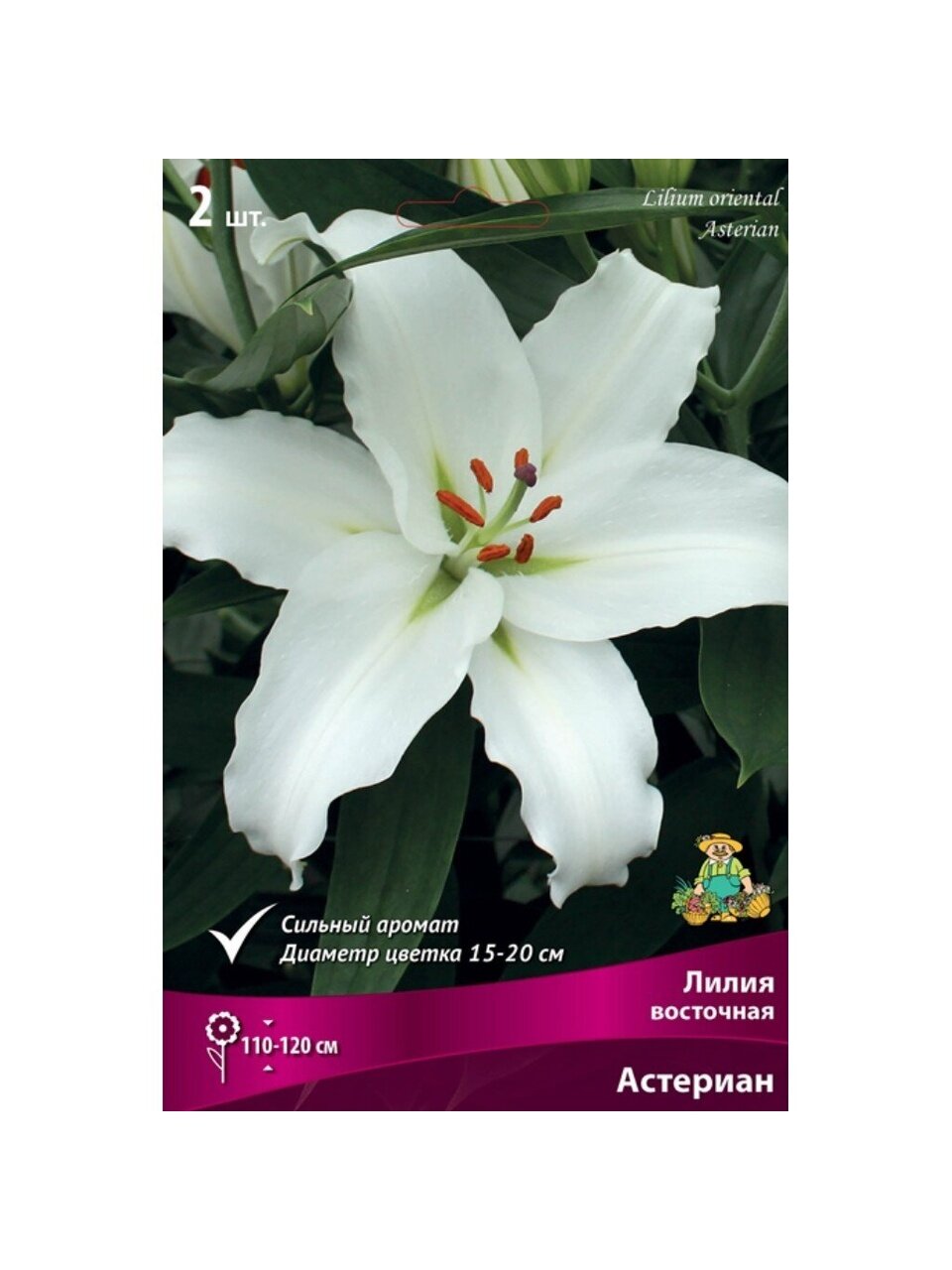 Луковицы Лилия восточная, Астериан, 14-16/К, 2 шт