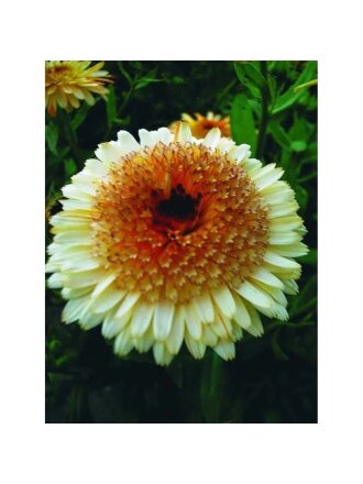 Семена Цветы, Календула, Каблуна Эприкот, 0.5 г, цветная упаковка, Русский огород