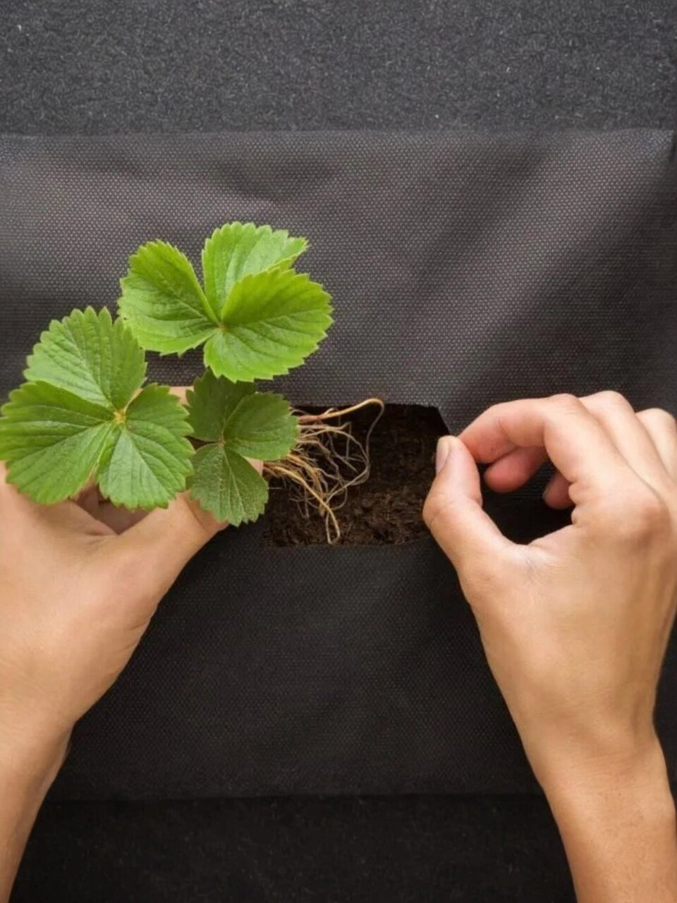 Спанбонд укрывной 60 мкм, №60, 3.2х10 м, Агроспан, черный