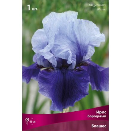Луковицы Ирис бородатый, Блашес