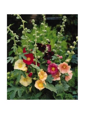 Семена Цветы, Мальва, Салют, 0.2 г, многолетняя, смесь, цветная упаковка, Русский огород