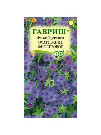 Очарование фиолетовое