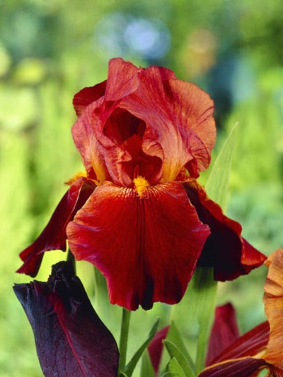 Луковицы Ирис бородатый, Салтанс Пэлас