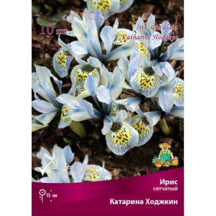 Луковицы Ирис сетчатый, Катарина Ходжкин, 6+/К, 10 шт