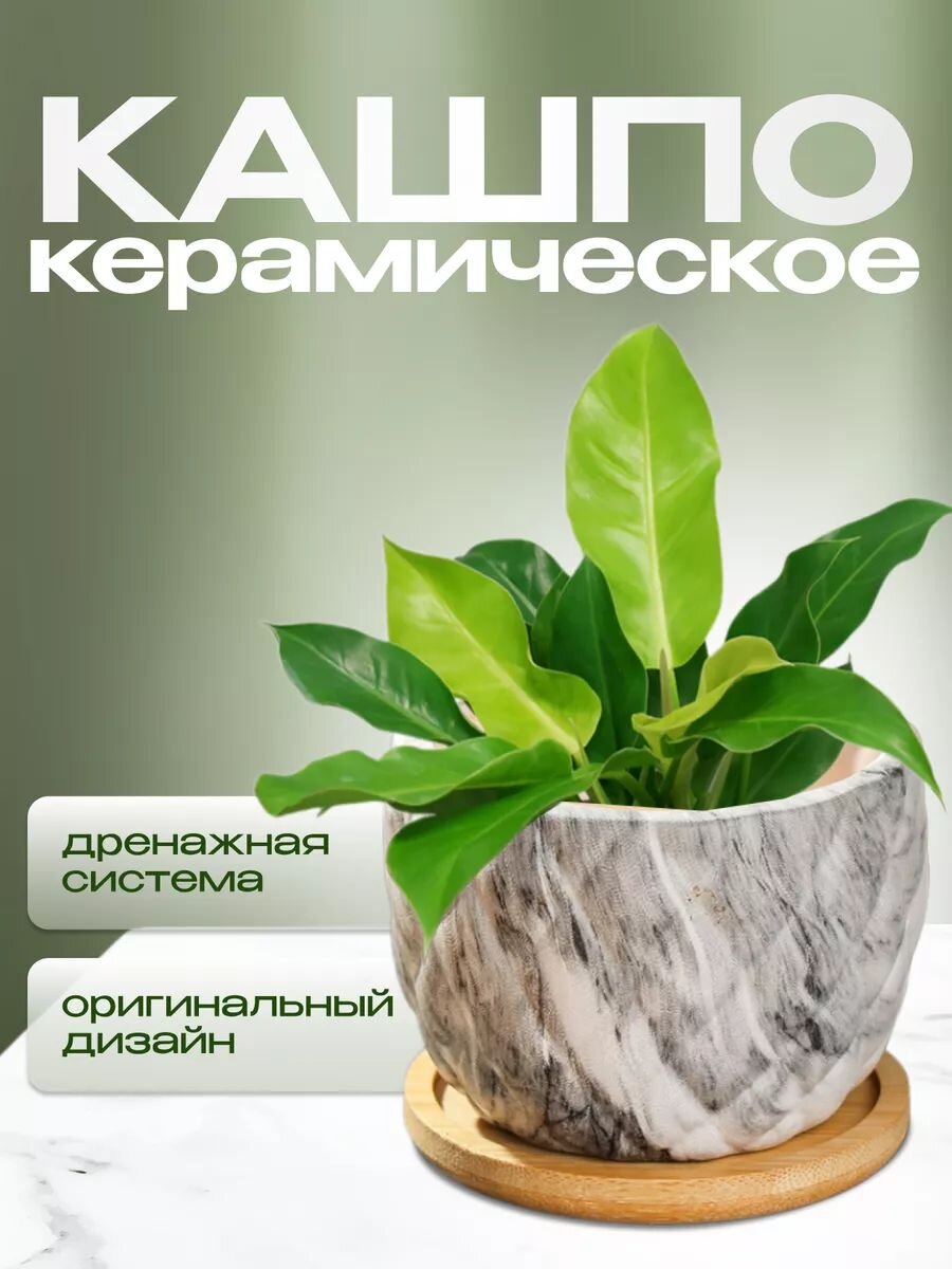 Горшок керамика, 0.2 л, 8.5х8.5х7 см, для кактусов и суккулентов, Мини, Y4-5358
