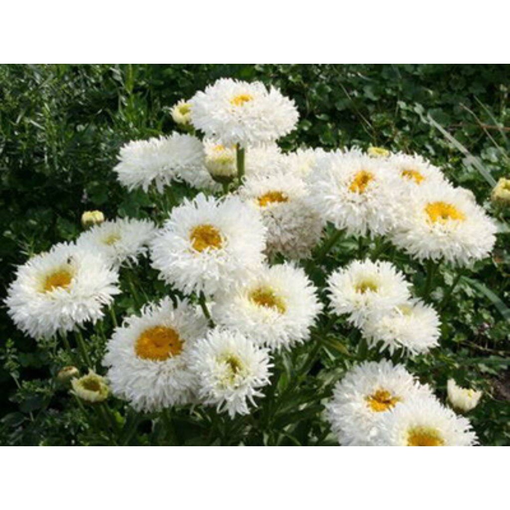 Корневище Нивяник наибольшее, Крейзи Дейзи