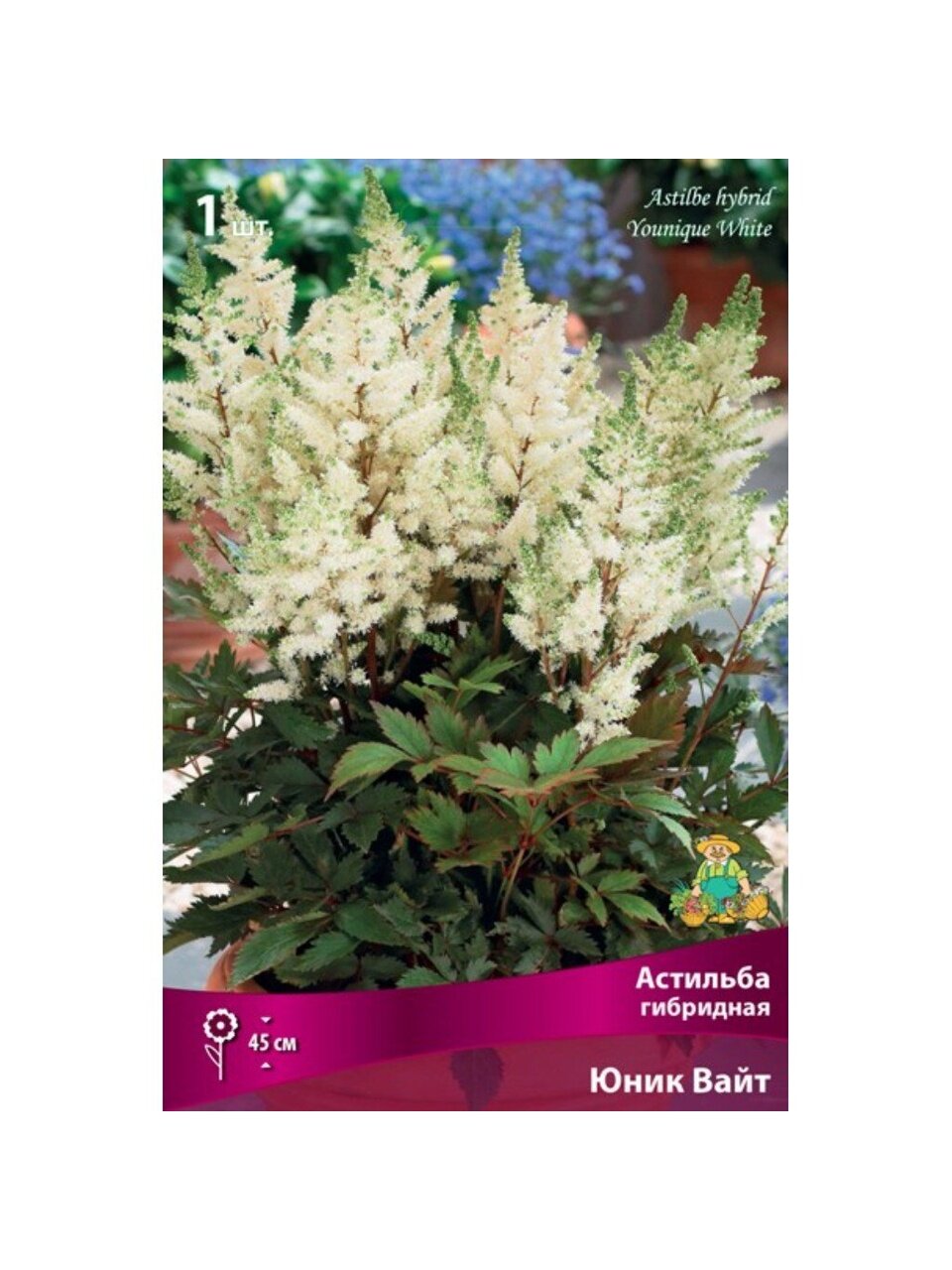 Корневище Астильба гибридная, Юник Вайт