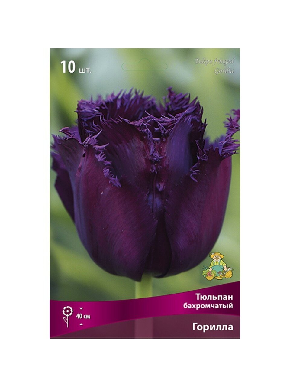 Луковицы Тюльпан бахромчатый, Горилла, 11-12/К, 10 шт