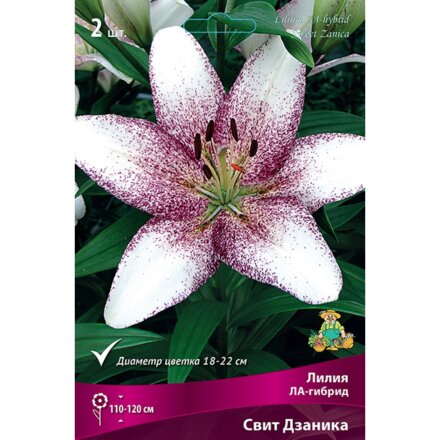 Луковицы Лилия ЛА-Гибрид, Свит Дзаника, 14-16/К, 2 шт