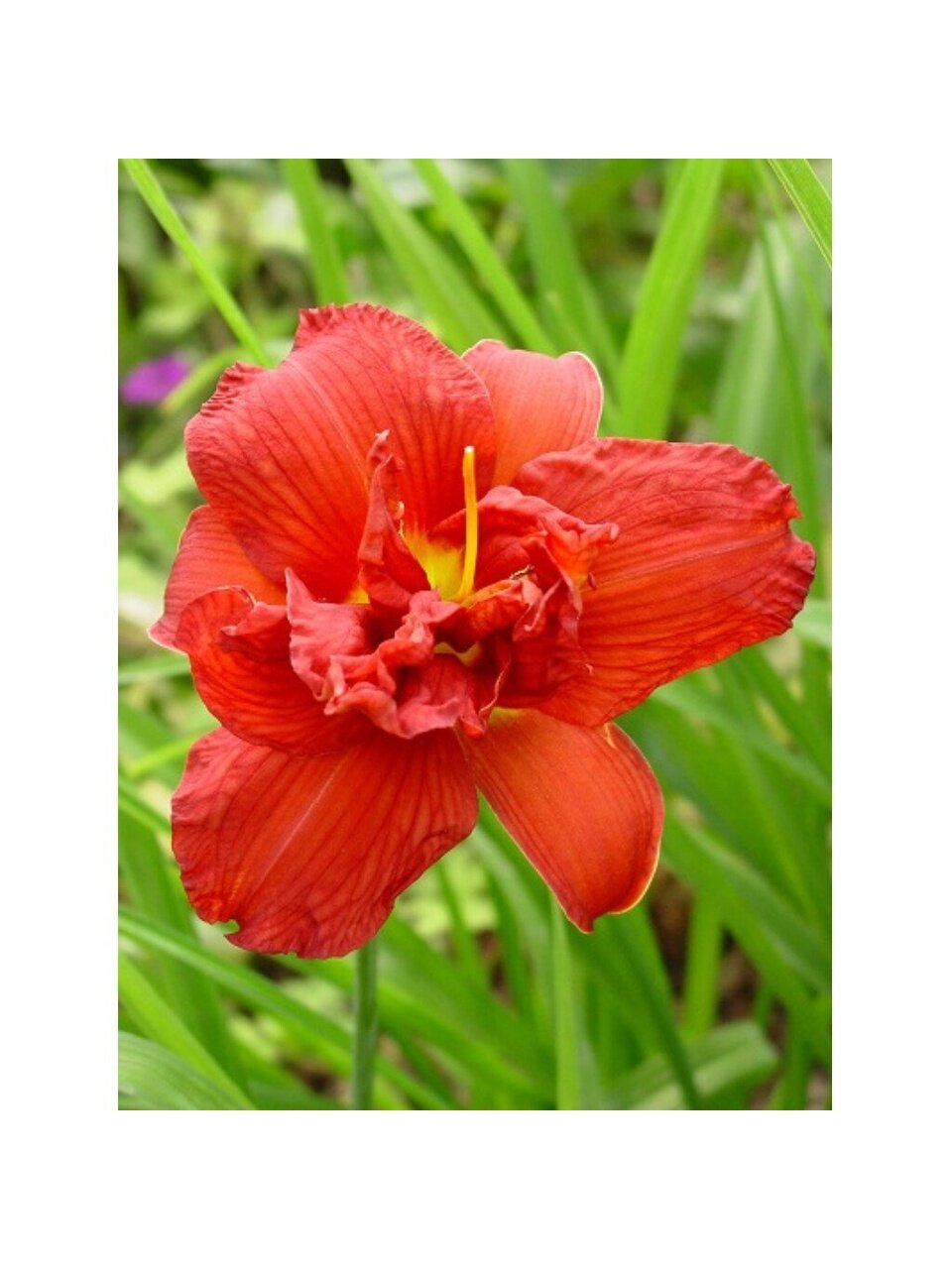 Корневище Лилейник гибридное, Хайленд Лорд