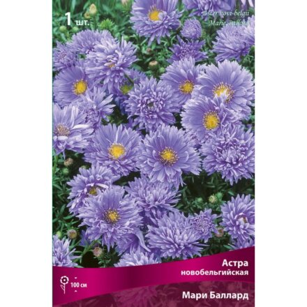 Корневище Астра новобельгийская, Мари Баллард