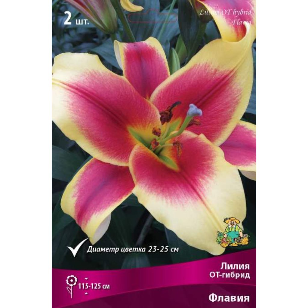 Луковицы Лилия ОТ-Гибрид, Флавия, 14-16/К, 2 шт