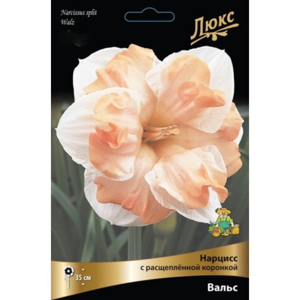 Луковицы Нарцисс с расщепленной коронкой, Вальс, 12-14/К, 3 шт