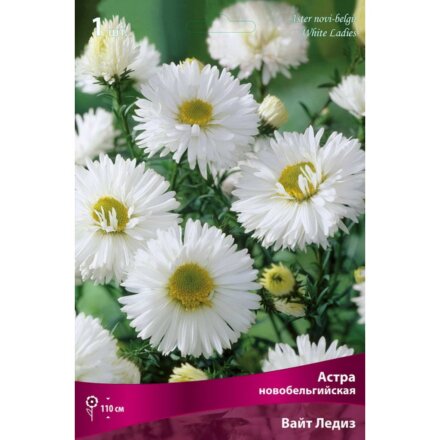 Корневище Астра новобельгийская, Вайт Ледиз