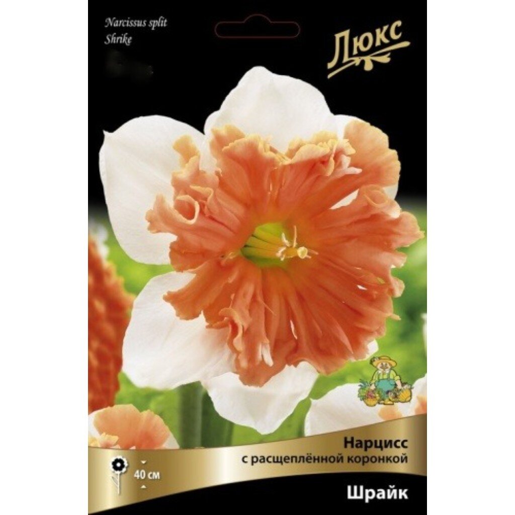 Луковицы Нарцисс с расщепленной коронкой, Шрайк, 12-14/К, 3 шт