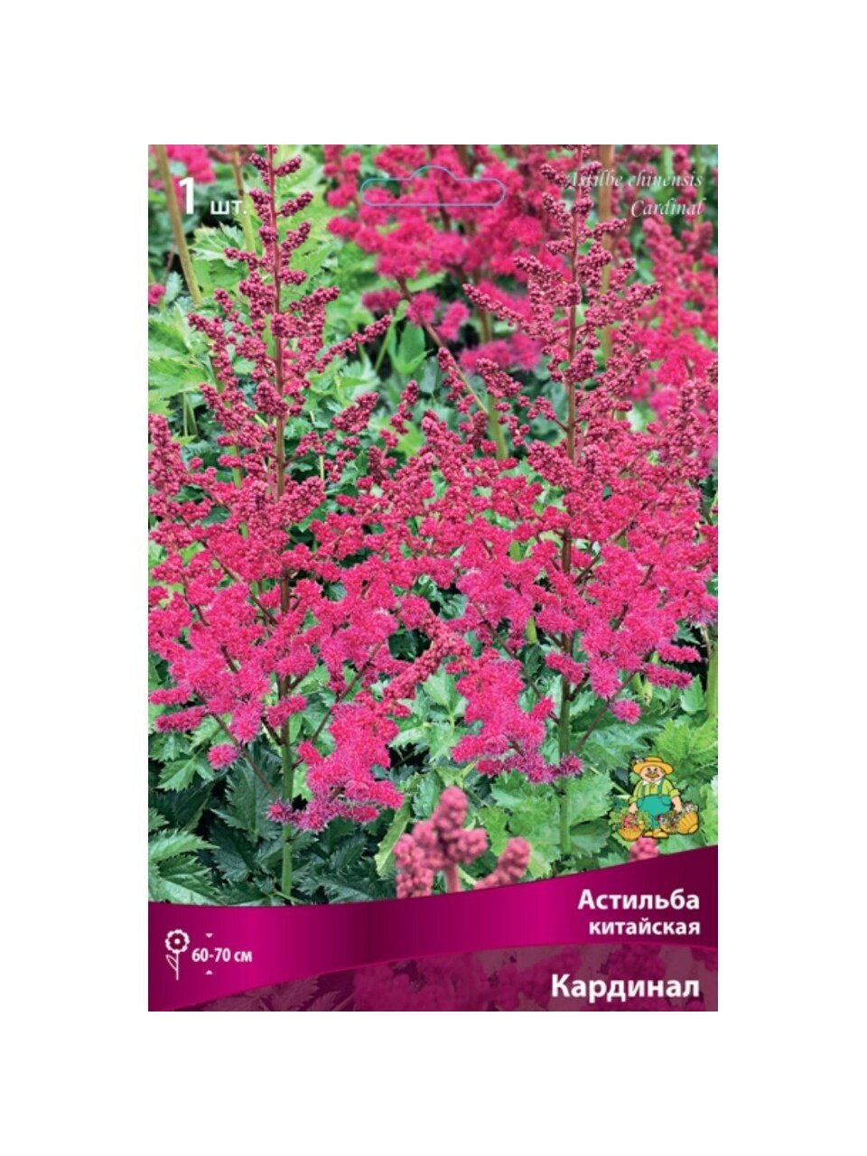 Корневище Астильба китайская, Кардинал