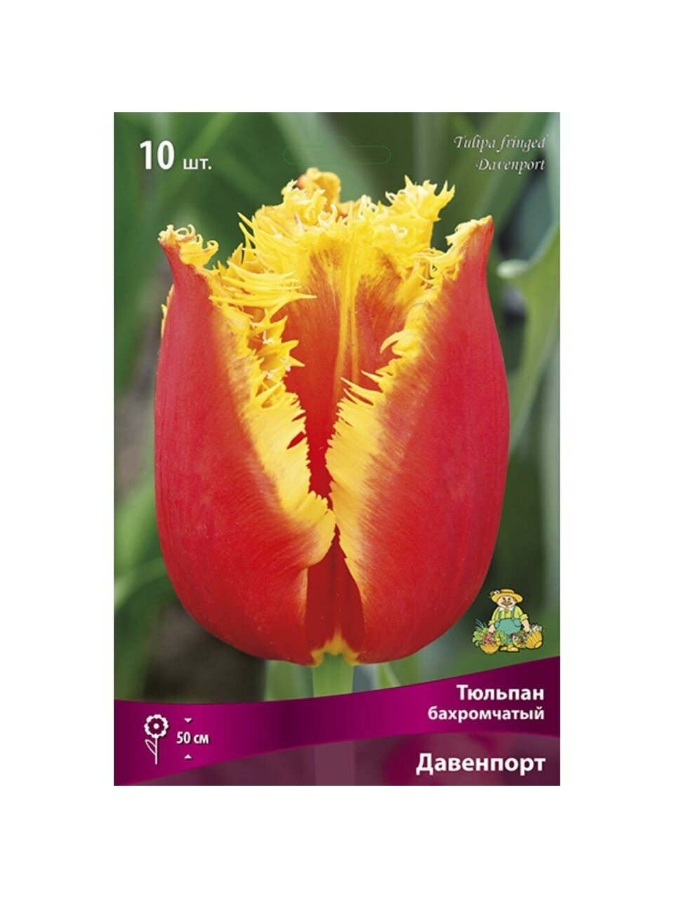 Луковицы Тюльпан бахромчатый, Давенпорт, 11-12/К, 10 шт