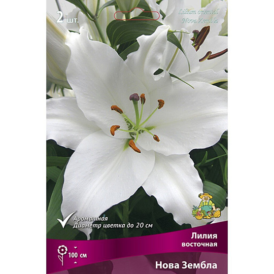 Луковицы Лилия восточная, Нова Зембла, 14-16/К, 2 шт