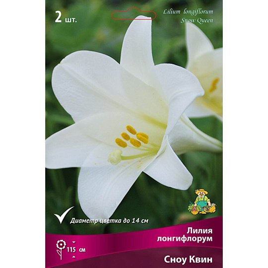 Луковицы Лилия Лонгифлорум, Сноу Квин, 14-16/К, 2 шт