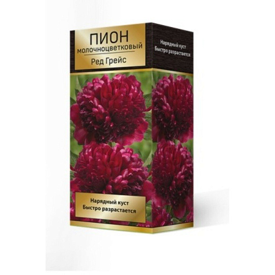 Пион гибридный Ред Грейс, 2-3/Кор