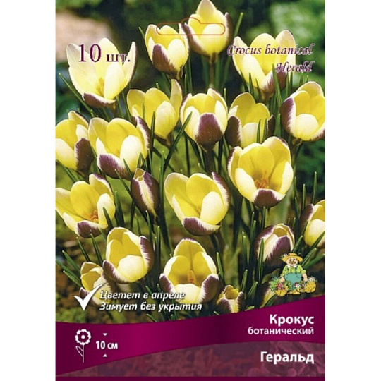 Луковицы Крокус ботанический, Геральд, 5+/К, 10 шт
