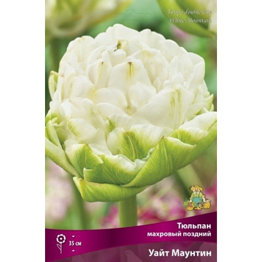 Луковицы Тюльпан махровый поздний, Уайт Маунтин, 11-12/К, 7 шт
