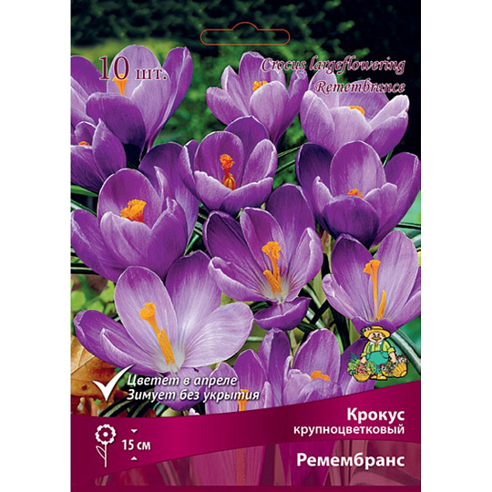 Луковицы Крокус крупноцветковый, Ремембрэнс, фиолетовые, 8-9/К, 10 шт