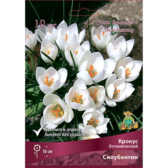 Луковицы Крокус ботанический, Сноубантин, 5-7/К, 10 шт