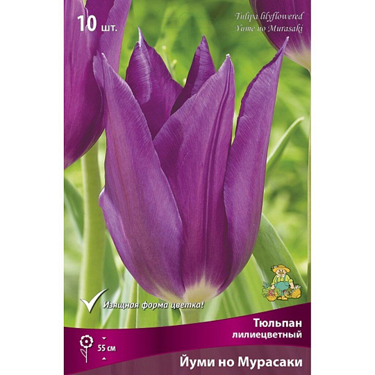 Луковицы Тюльпан лилиецветный, Йуми но Мурасаки, 11-12/К, 10 шт