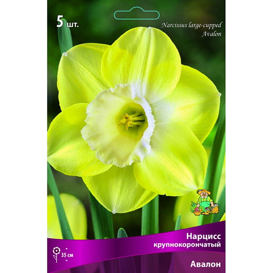 Луковицы Нарцисс крупнокорончатый, Авалон, 12-14/К, 5 шт