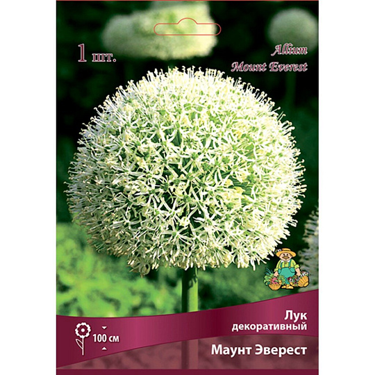 Луковицы Лук декоративный, Маунт Эверест, 18-20/К