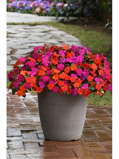 Семена ЦВ Бальзамин Бикон Малибу (Семена Профи) цветная упаковка