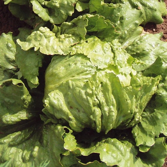 Семена Салат кочанный, Грейт Лайкс 659, 1 г, цветная упаковка, Русский огород
