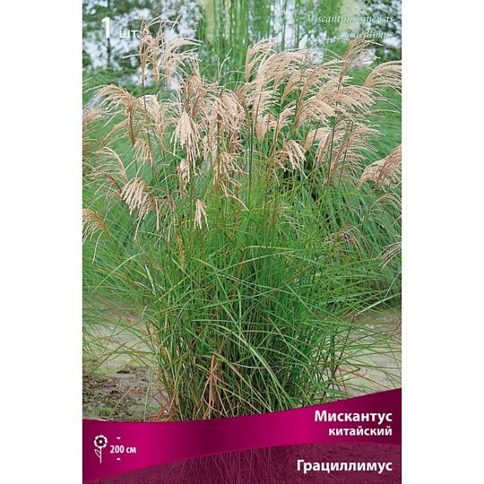 Мискантус китайский Грациллимус