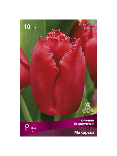 Луковицы Тюльпан бахромчатый, Макарска, 11-12/К, 10 шт