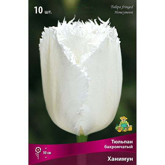 Луковицы Тюльпан бахромчатый, Ханимун, 11-12/К, 10 шт