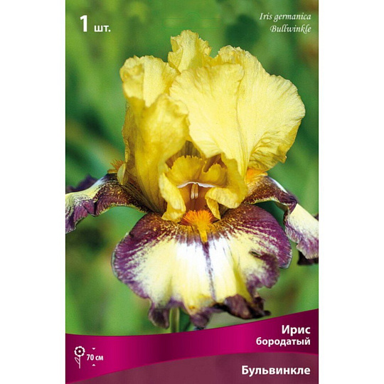 Луковицы Ирис бородатый, Бульвинкль