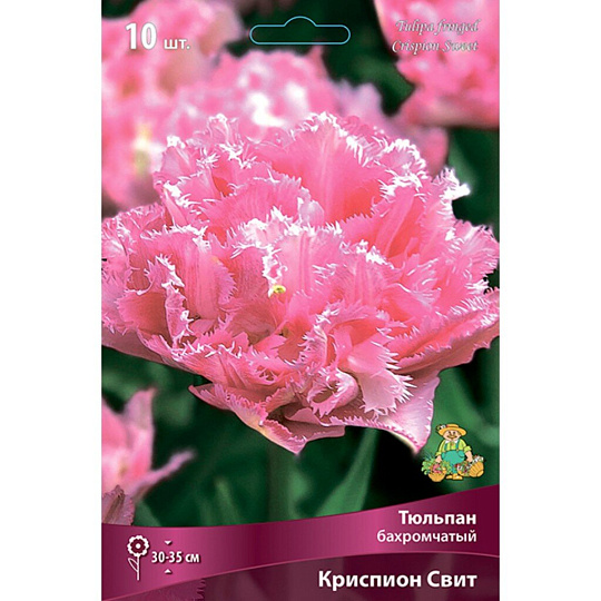 Луковицы Тюльпан бахромчатый, Криспион Свит, 11-12/К, 10 шт