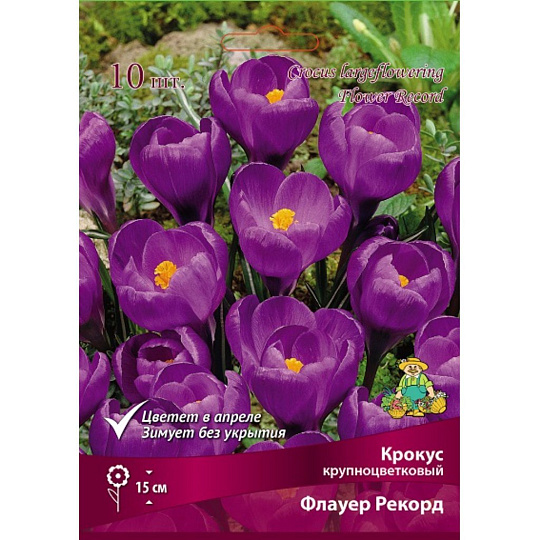 Луковицы Крокус крупноцветковый, Флауер Рекорд
