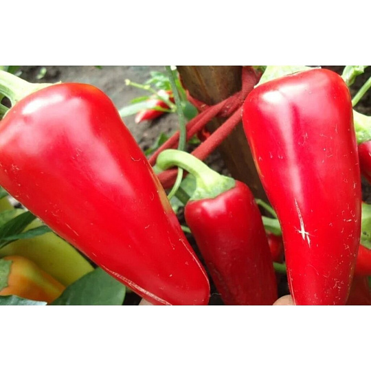 Семена Перец сладкий, Ласточка, 0.3 г, цветная упаковка, Русский огород