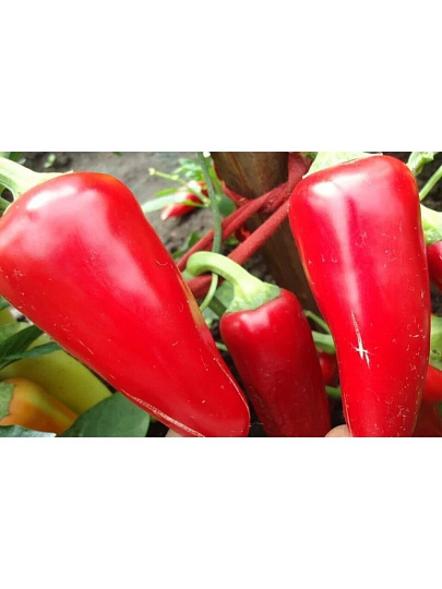 Семена Перец сладкий, Ласточка, 0.3 г, цветная упаковка, Русский огород