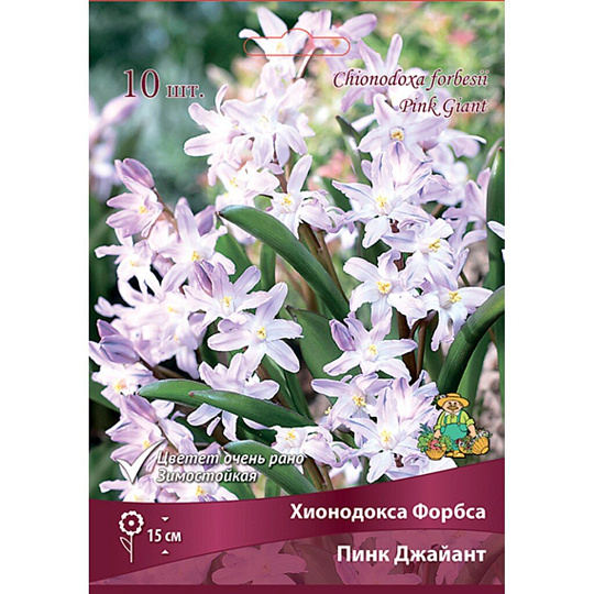 Луковицы Хионодокса, Форбса Пинк Джайант, 5-6/К, 10 шт