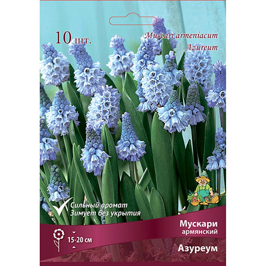 Луковицы Мускари армянский, Азуреум, 6-7/К, 10 шт